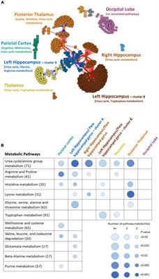 Multiomics Analysis of Structural Magnetic Resonance Imaging of the Brain and Cerebrospinal Fluid Metabolomics in Cognitively Normal and Impaired Adults